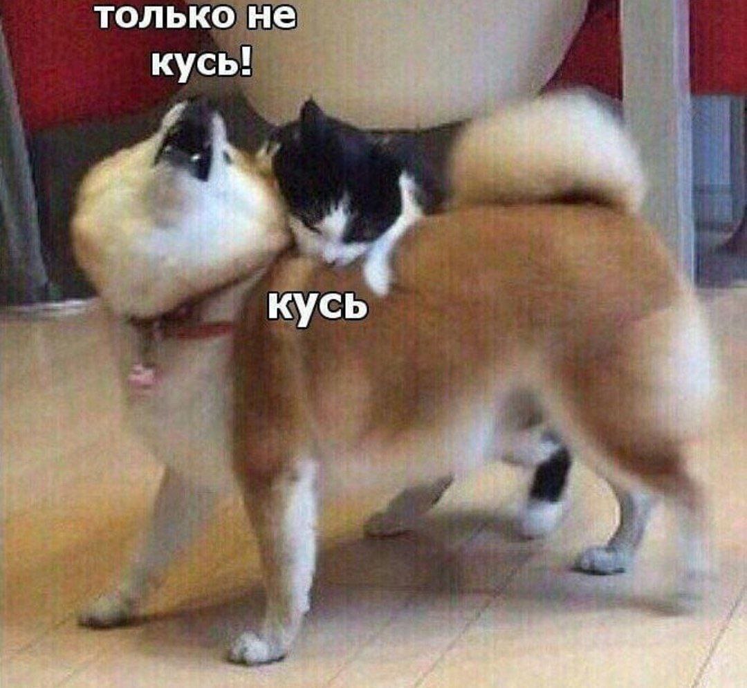 Мем: кот кусает собаку породы акита, надписи «только не кусь!» и «кусь».