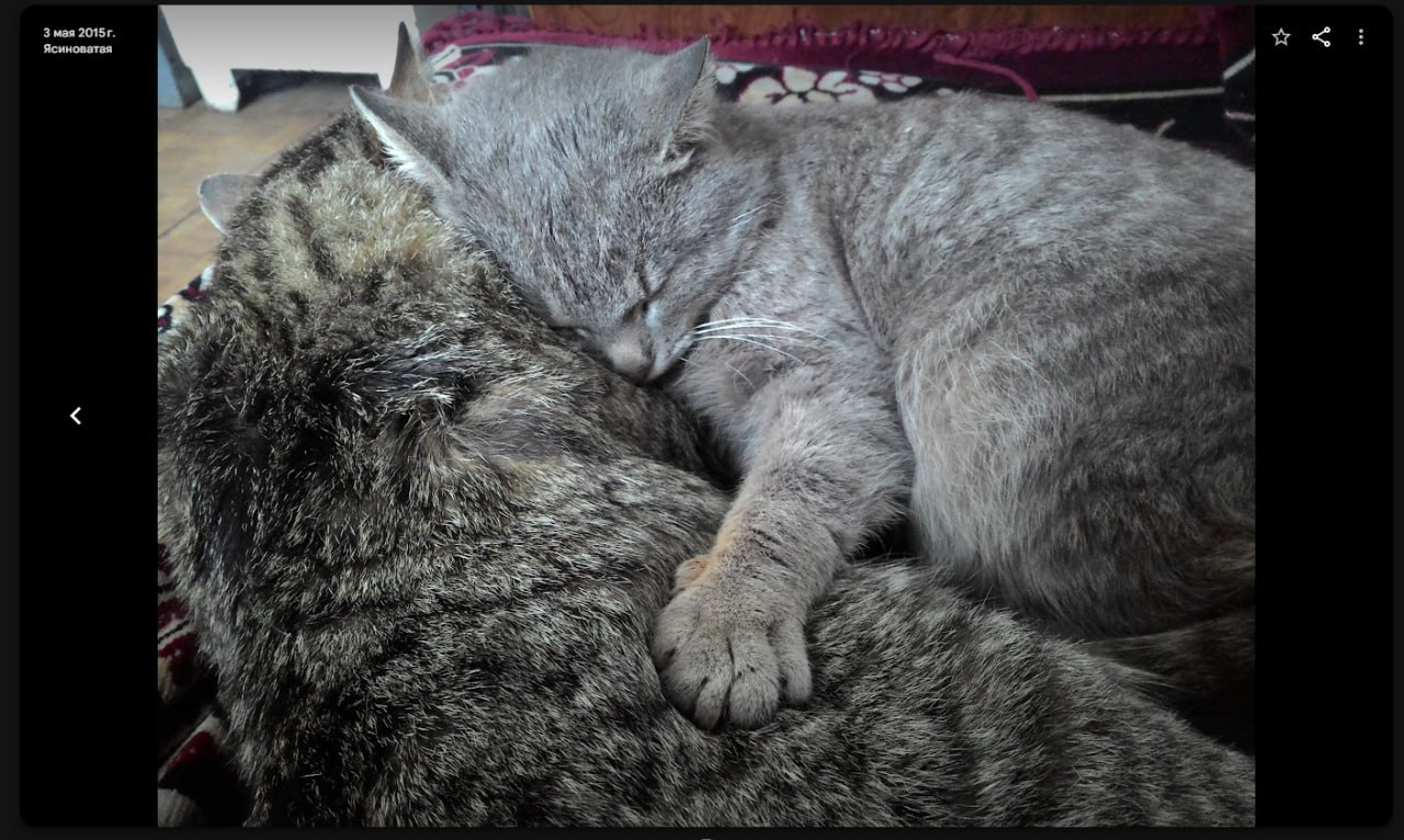 Два кота — серый и тёмный — спят, прижавшись друг к другу.