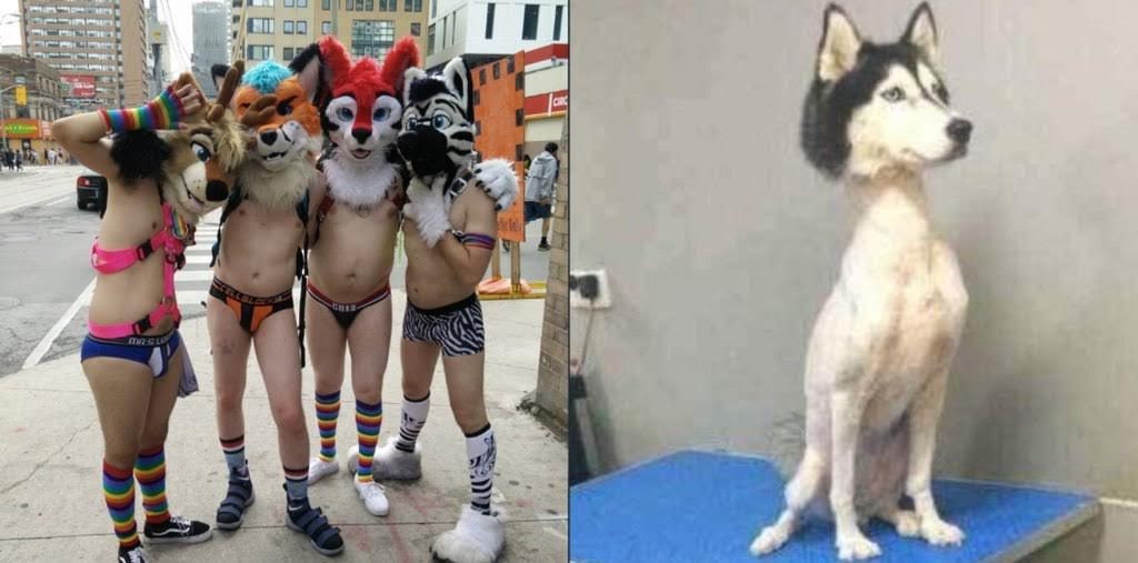 Мем: слева — четверо фурри в нижнем белье и масках на улице (Pride), справа — хаски после стрижки в груминг-салоне.