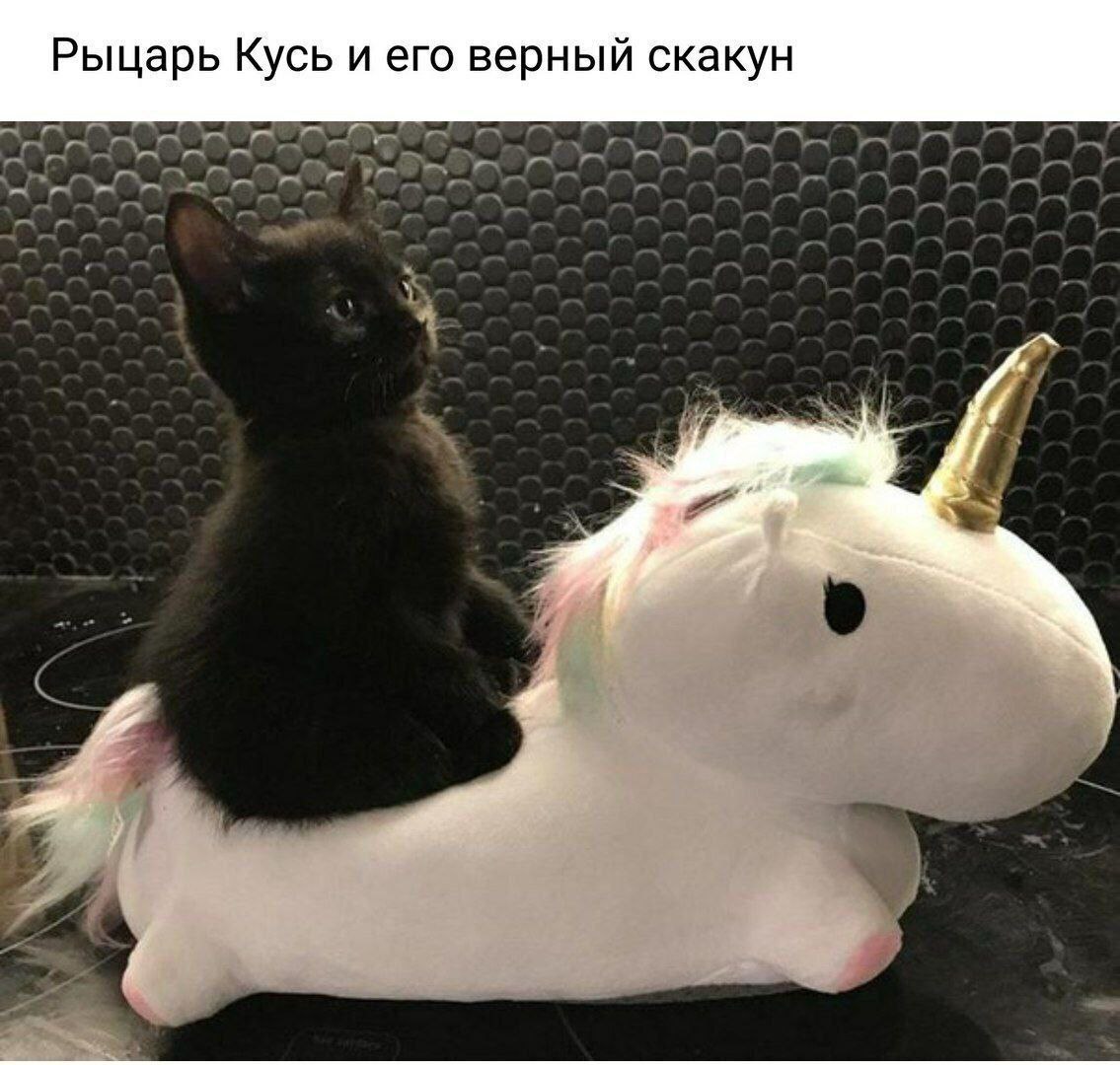 Мем: чёрный котёнок сидит верхом на мягкой игрушке-единороге (тапочке), надпись «Рыцарь Кусь и его верный скакун».