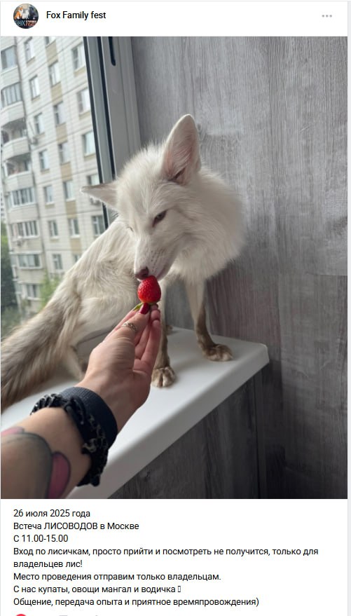 «Fox Family fest»: белая лиса ест клубнику с руки на подоконнике; анонс встречи лисоводов 26 июля 2025 в Москве — вход только для владельцев.