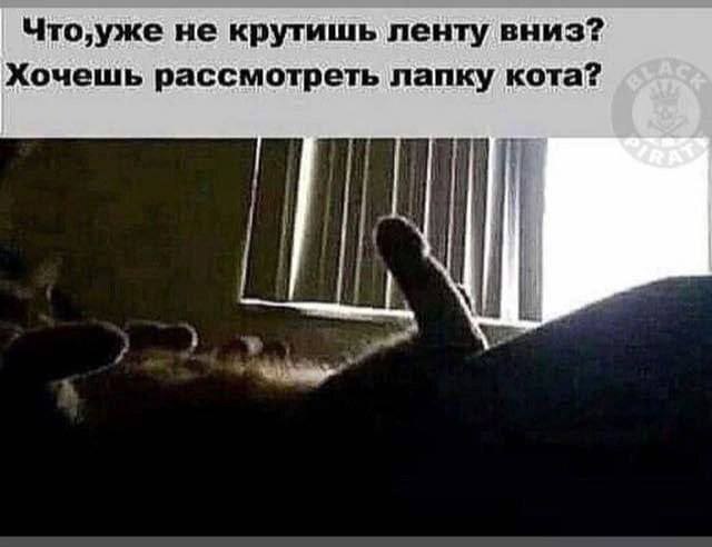Мем: «Что, уже не крутишь ленту вниз? Хочешь рассмотреть лапку кота?» — лапа кота крупным планом на фоне окна.