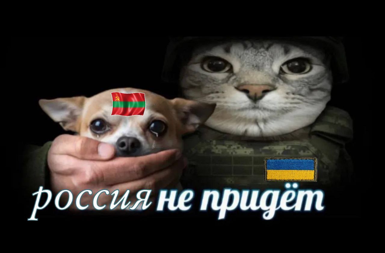 Мем: кошка в украинской военной форме держит плачущую чихуахуа с флагом Приднестровья, надпись «россия не придёт».