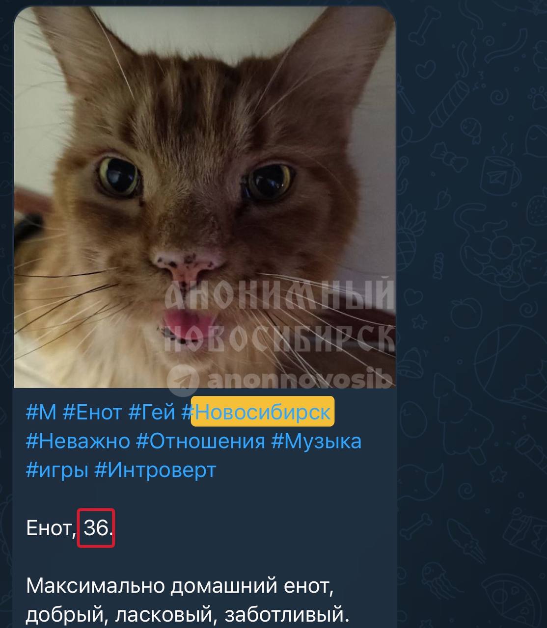 Скриншот анкеты из канала «Анонимный Новосибирск» (@anonnovosib): крупный план рыжего кота с приоткрытой пастью. Хэштеги: #М #Енот #Гей #Новосибирск #Неважно #Отношения #Музыка #игры #Интроверт. Текст: «Енот, 36. Максимально домашний енот, добрый, ласковый, заботливый.»
