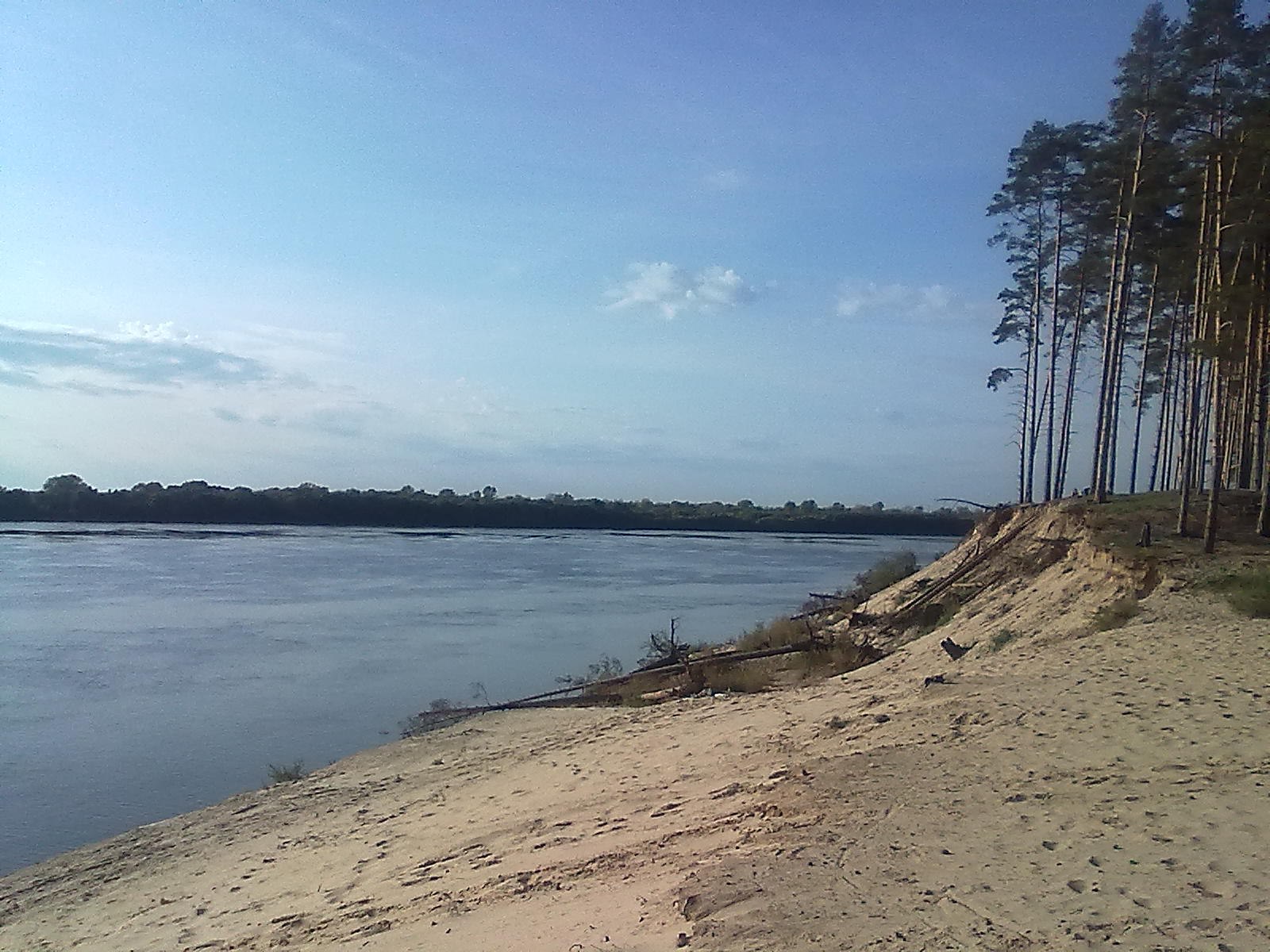 Песчаный берег Оки с соснами, обрывистый склон, поваленное дерево