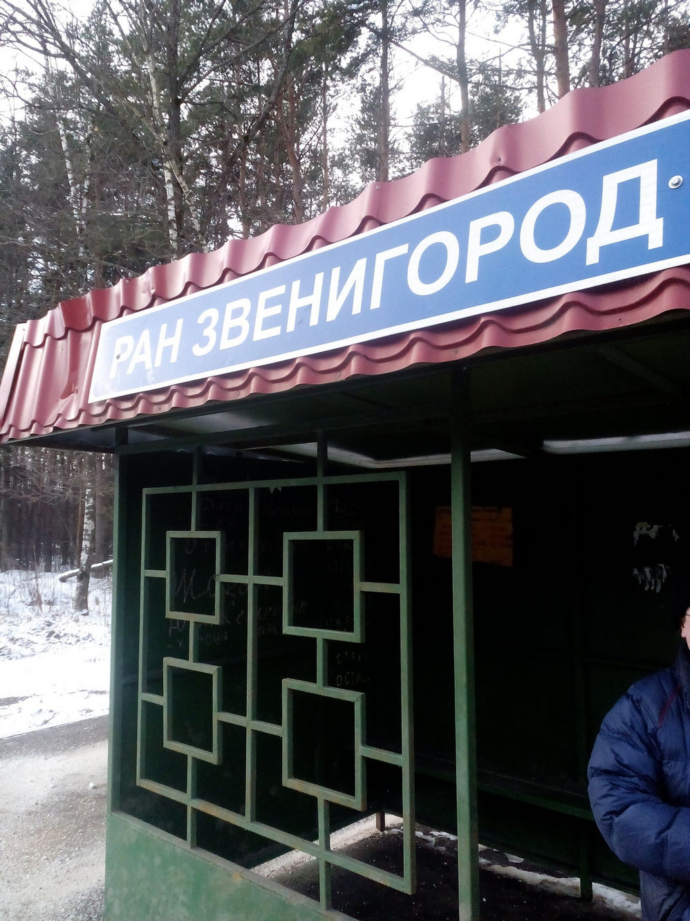 Автобусная остановка с синей вывеской «РАН Звенигород», металлическая решётка, заснеженный сосновый лес на заднем плане