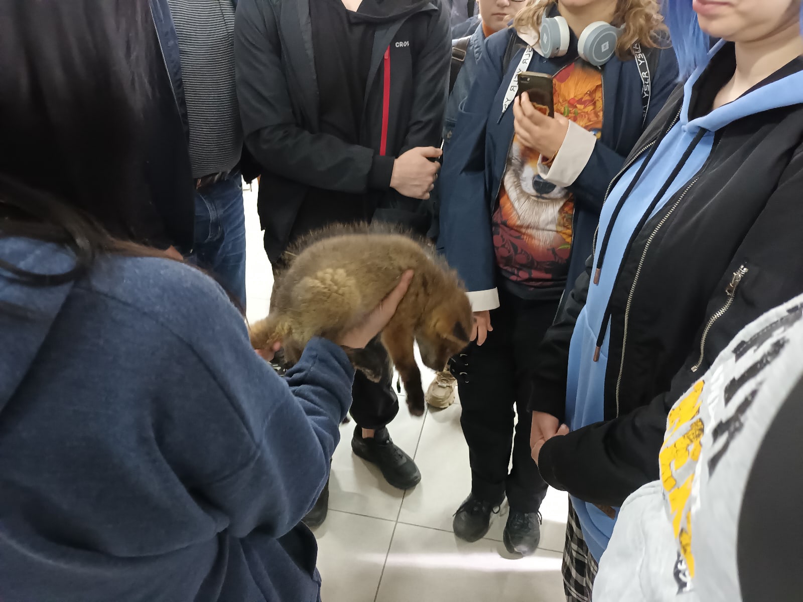 📷 Рыжую лису гладит человек в серо-голубой толстовке; вокруг толпа, у кого-то футболка с принтом лисы; выставочный зал.
