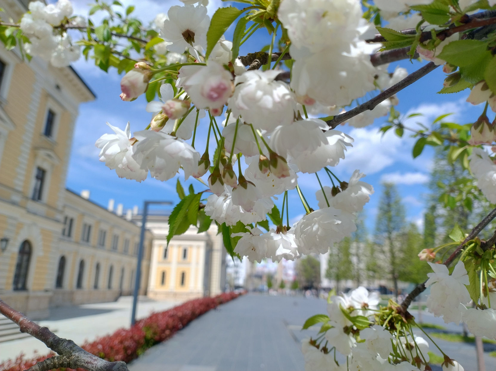 📷 Цветущие белые деревья (сакура/черёмуха) крупным планом на фоне жёлто-белого здания и голубого неба; аллея с красными цветочными клумбами вдоль дорожки.