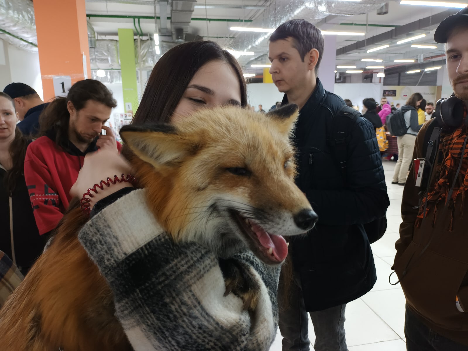📷 Та же рыжая лиса у той же женщины — более широкий план; язык высунут; несколько людей вокруг, выставочный зал.