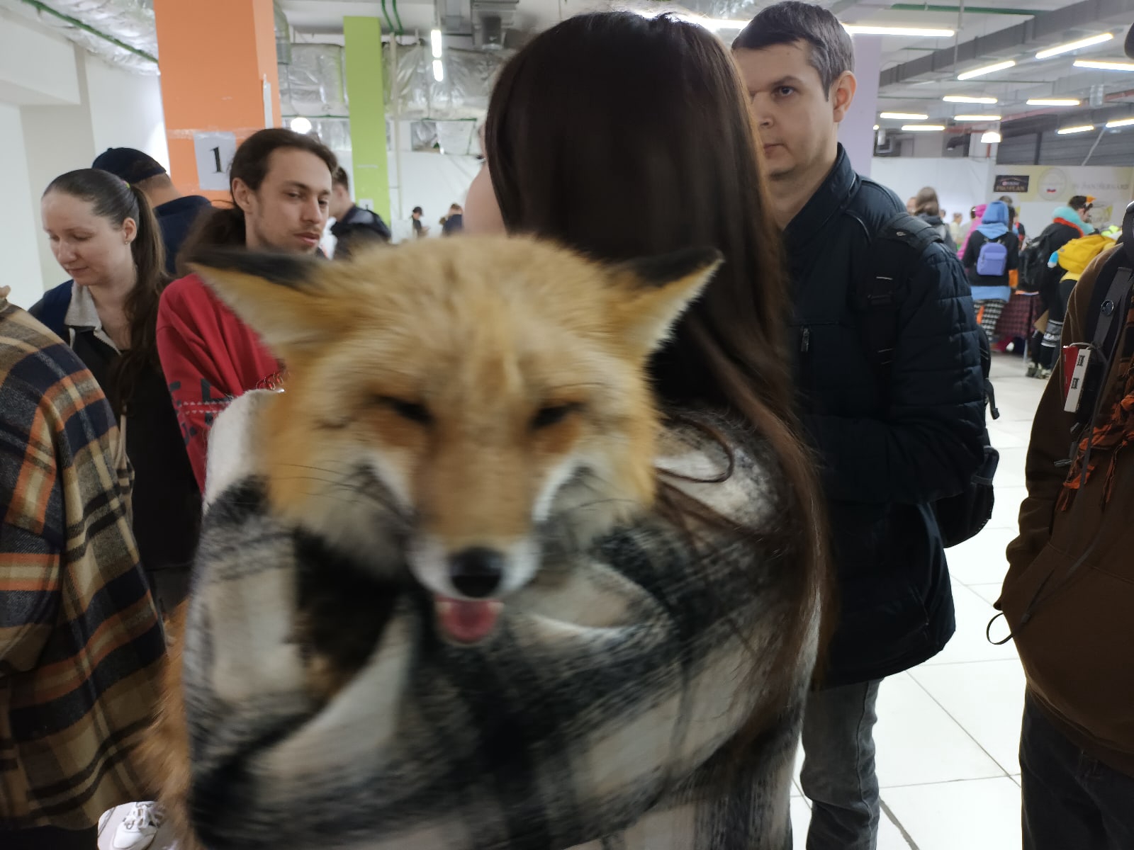 📷 Рыжая лиса у женщины на плече, язык высунут, глаза полуприкрыты; люди на заднем плане в торговом центре или выставочном зале.