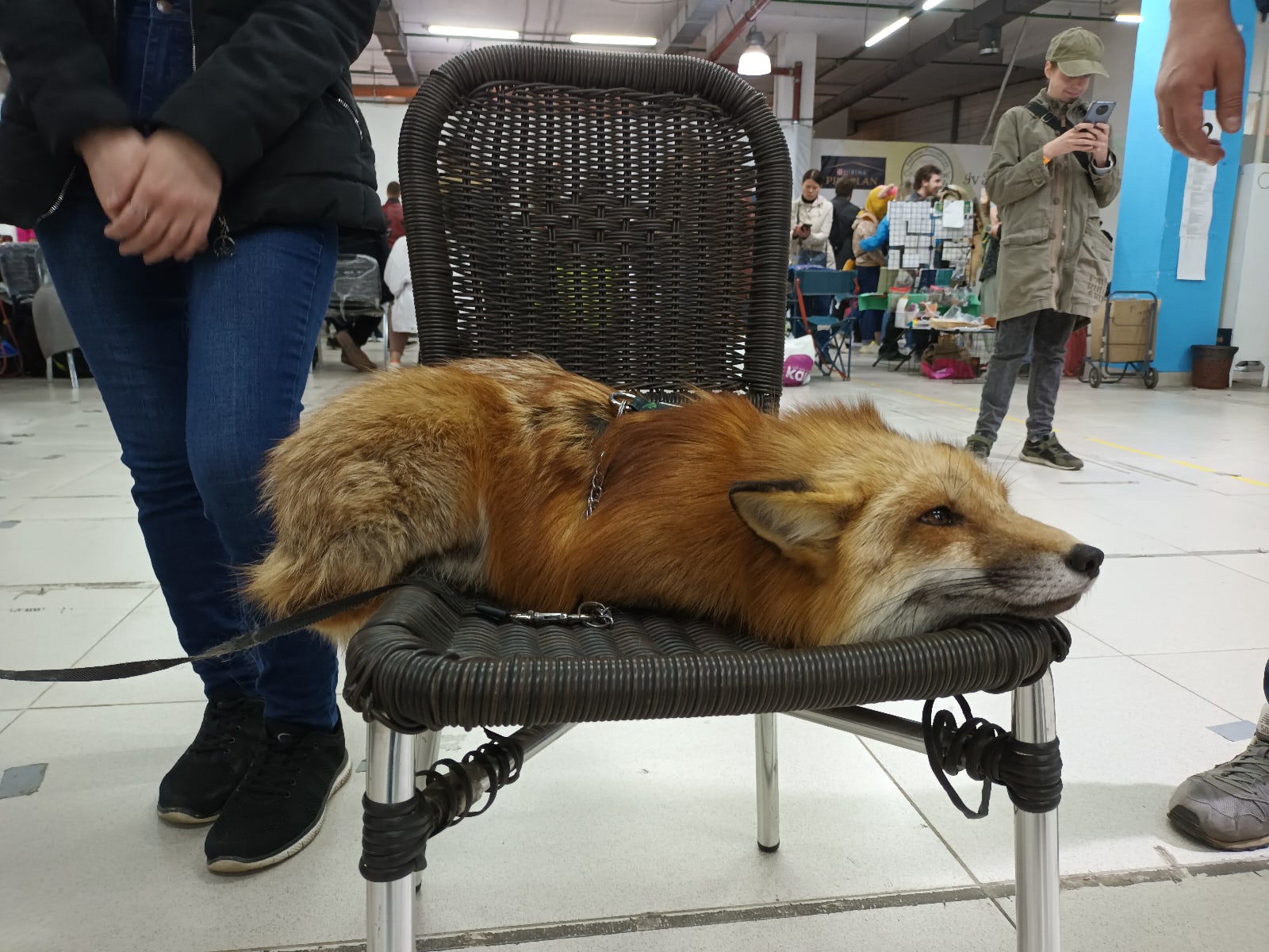 📷 Рыжая лиса лежит на плетёном кресле на выставке, на поводке/шлейке; люди и прилавки на заднем плане.