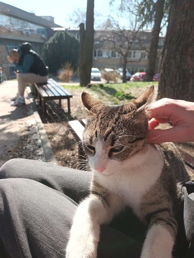 📷 Серо-белый котёнок сидит на коленях человека; вокруг — городской парк, зелёные деревья и дорожки.
