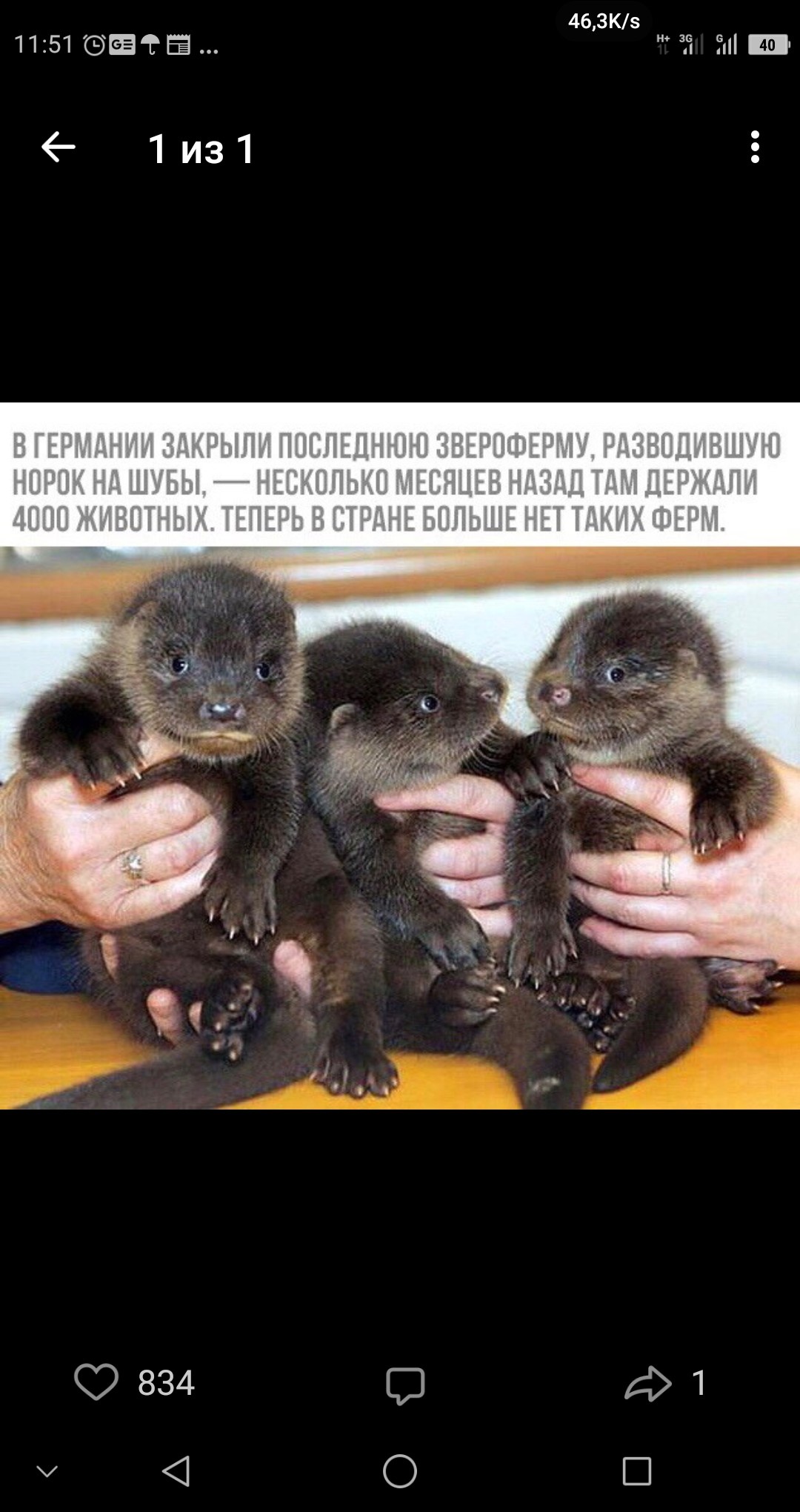 Скриншот ВКонтакте (11:51, «1 из 1»): три маленьких пушистых детёныша норки сидят в руках человека; под фото текст заглавными буквами: «В ГЕРМАНИИ ЗАКРЫЛИ ПОСЛЕДНЮЮ ЗВЕРОФЁРМУ, РАЗВОДИВШУЮ НОРОК НА ШУБЫ. — НЕСКОЛЬКО МЕСЯЦЕВ НАЗАД ТАМ ДЕРЖАЛИ 4000 ЖИВОТНЫХ. ТЕПЕРЬ В СТРАНЕ БОЛЬШЕ НЕТ ТАКИХ ФЕРМ.»; счётчик лайков ❤ 834