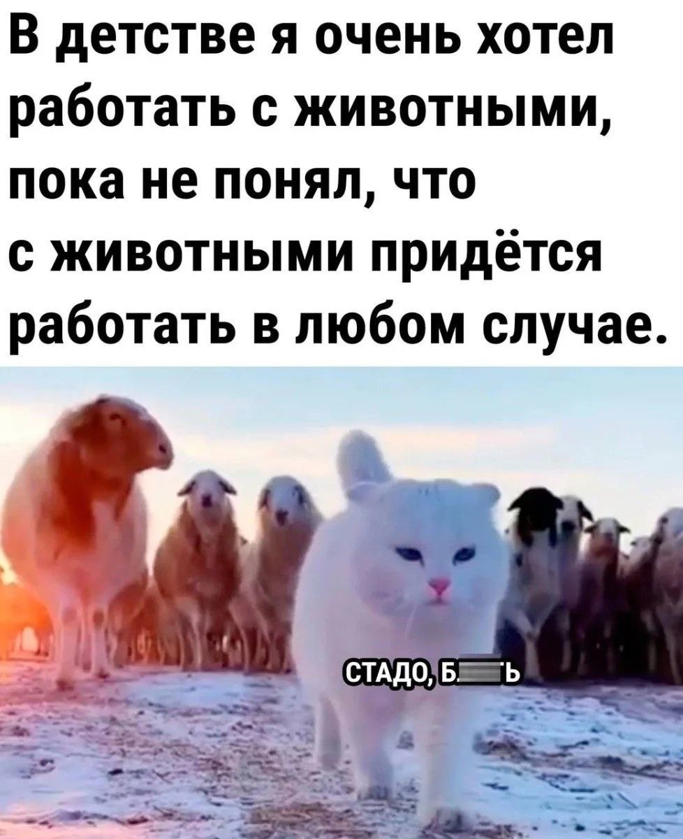 🖼️ Мем: белый кот идёт по снегу навстречу стаду овец на фоне заката; надпись «В детстве я очень хотел работать с животными, пока не понял, что с животными придётся работать в любом случае.»; субтитр «СТАДО, Б[ЛЯ]ДЬ».
