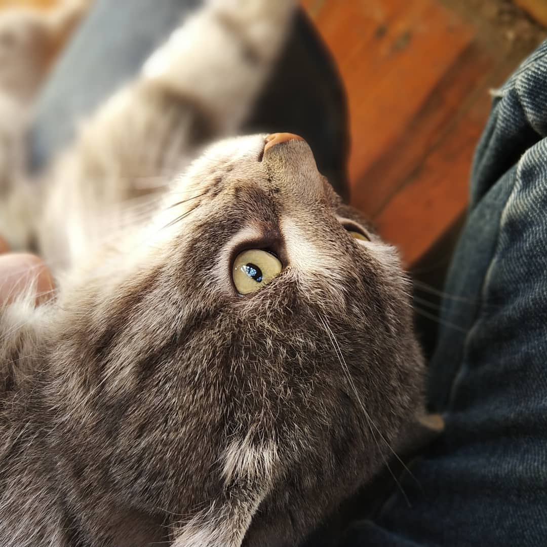 Крупный план морды серого кота: животное смотрит вверх (ракурс снизу); видны жёлто-зелёные глаза, пушистая серо-полосатая шерсть и усы; кот лежит на коленях у человека в джинсах