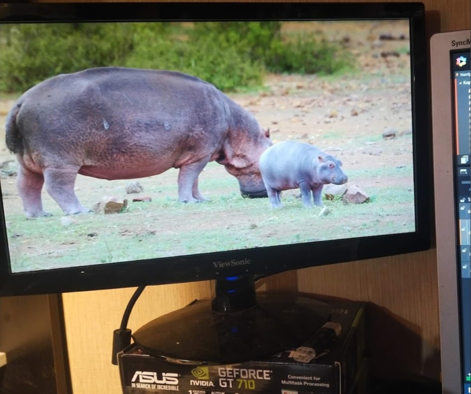 📷 Монитор ViewSonic на рабочем столе — на экране видео с большим и маленьким бегемотом в саванне. Под монитором коробка видеокарты ASUS GeForce GT 710.