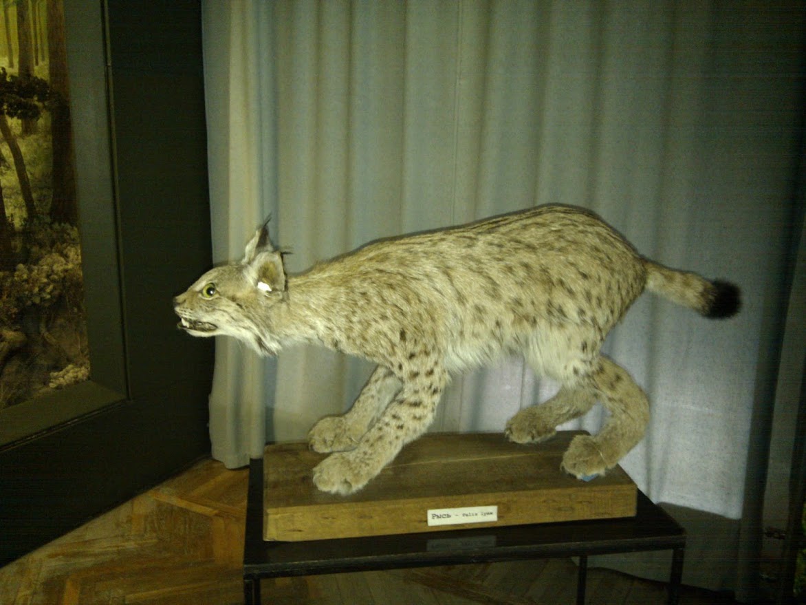Музейное чучело рыси (Felis lynx) на деревянной подставке: животное в позе прыжка, пятнистый бежево-серый мех, кисточки на ушах, чёрный кончик хвоста; на подставке табличка «Рысь — Felis Lynx»; фон — серая портьера и картина на стене