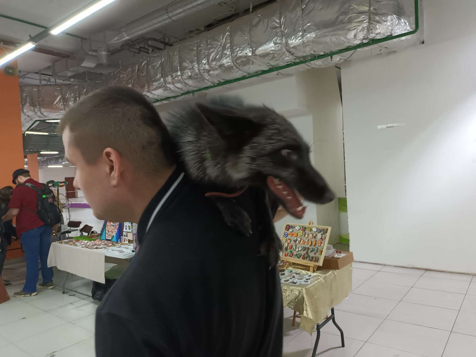 📷 Чёрно-серебристая лиса сидит на плече мужчины с бритой головой в чёрной куртке, рот открыт; прилавки с товарами, люди на заднем плане.