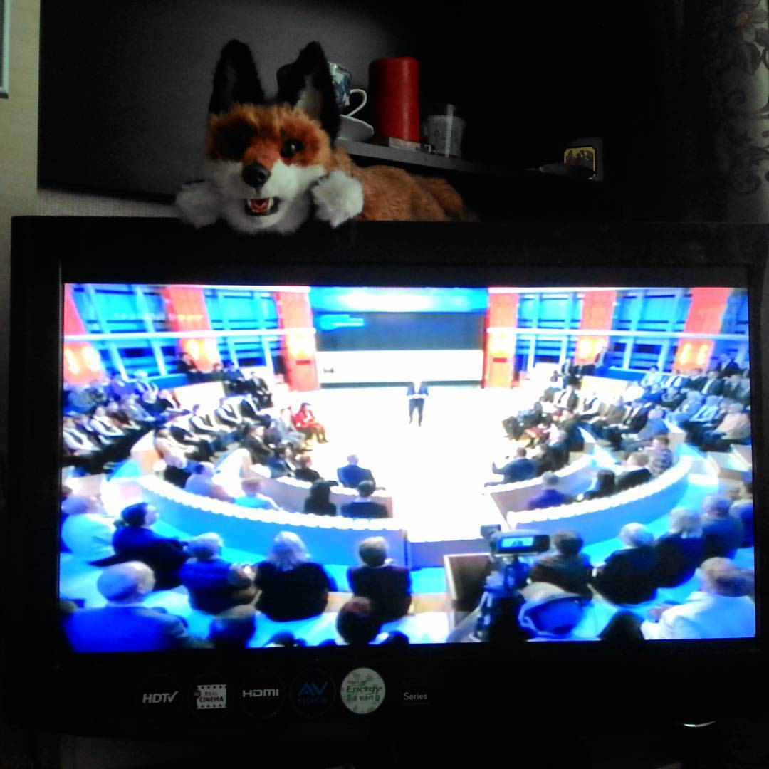 Фото телевизора (внизу панель с портами HDV, HDMI); на экране ток-шоу Первого канала: большой круглый студийный зал, ряды зрителей по кругу, ведущий на сцене в центре; на верхней панели телевизора стоит фурсьют-голова лисы (рыжий мех, белая морда)