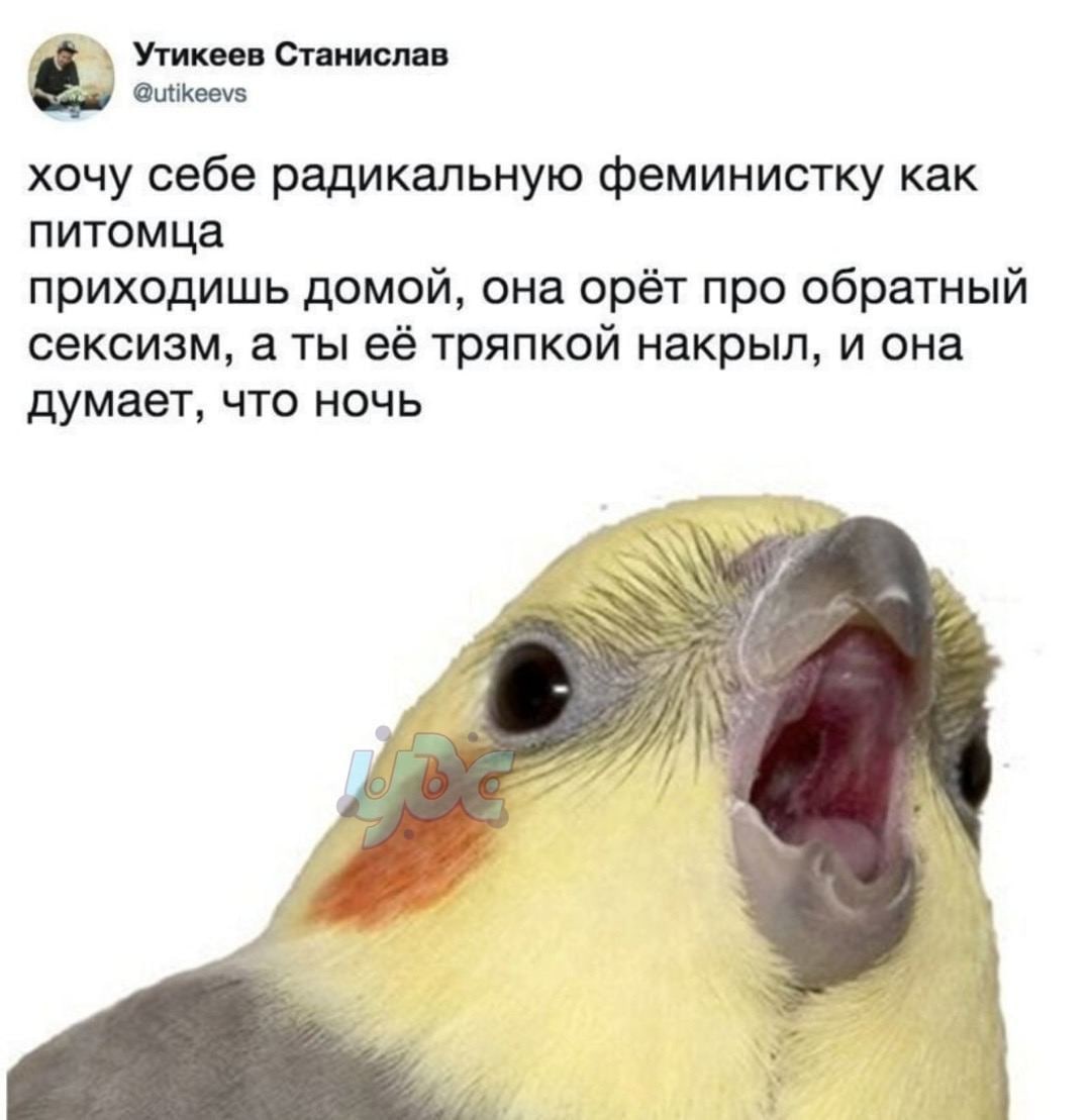 📋 Скриншот твита — Утикеев Станислав (@utikeevs): «хочу себе радикальную феминистку как питомца / приходишь домой, она орёт про обратный сексизм, а ты её тряпкой накрыл, и она думает, что ночь» — снизу фото кричащего попугая-корелла с открытым клювом