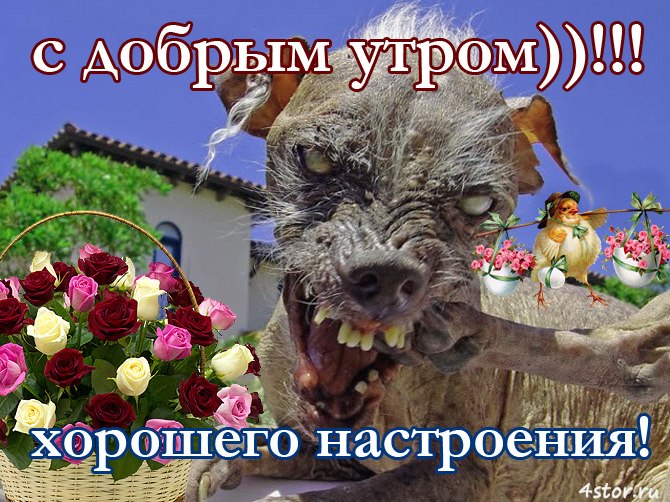 Открытка: надпись «с добрым утром)))!!!» фиолетовым вверху и «хорошего настроения!» жёлтым внизу; в центре — крупный план страшной облезшей собаки с оскалом (порода Chinese Crested Dog); слева — корзина с красными, розовыми и белыми розами; справа — нарисованная птичка с горшочком цветов; источник: 4stor.ru