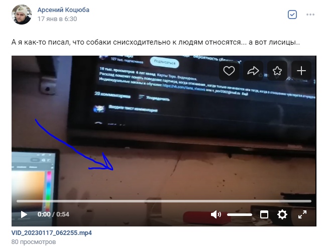 📋 ВКонтакте Арсений Коцюба (17 янв в 6:30): «А я как-то писал, что собаки снисходительно к людям относятся... а вот лисицы..» — видео (0:54), стрелкой показывает на монитор с сайтом гадания на картах таро. 80 просмотров.
