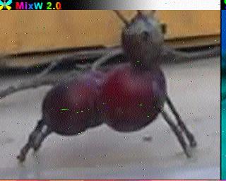 SSTV-изображение, декодированное в программе MixW 2.0 (логотип в левом верхнем углу): на светлом фоне — тёмная фигура насекомого с крупным брюшком и длинными лапками