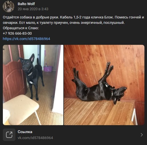 📋 ВКонтакте Balto Wolf (20 янв 2020 в 3:43): «Отдаётся собака в добрые руки. Кабель 1,5-2 года кличка Блэк. Помесь гончей и овчарки. Ест мало, к туалету приучен, очень энергичный, послушный. Обращаться к Слаю: +7 926 666-83-00 https://vk.com/id578486964» — две фотографии чёрной собаки (стоит у стула; лежит на спине на деревянном полу).