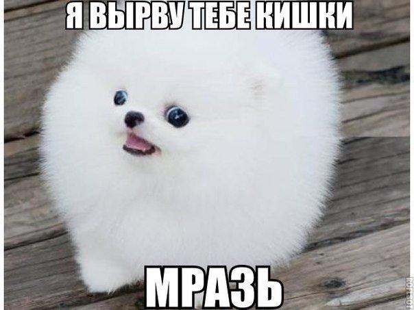 Мем: белоснежный пушистый шпиц (померанец) стоит на деревянных досках, смотрит в камеру с приоткрытой пастью; надпись сверху «Я ВЫРВУ ТЕБЕ КИШКИ», снизу «МРАЗЬ» — контраст милого вида и агрессивного текста