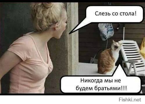 Мем (Fishki.net): блондинка наклонилась к рыжему коту на столе; пузырь речи женщины — «Слезь со стола!»; пузырь речи орущего кота — «Никогда мы не будем братьями!!!»