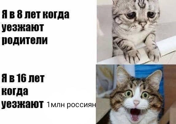 🖼️ Мем с двумя фото котов: верхний кот грустный — «Я в 8 лет когда уезжают родители»; нижний кот удивлённый с открытым ртом — «Я в 16 лет когда уезжают 1млн россиян».